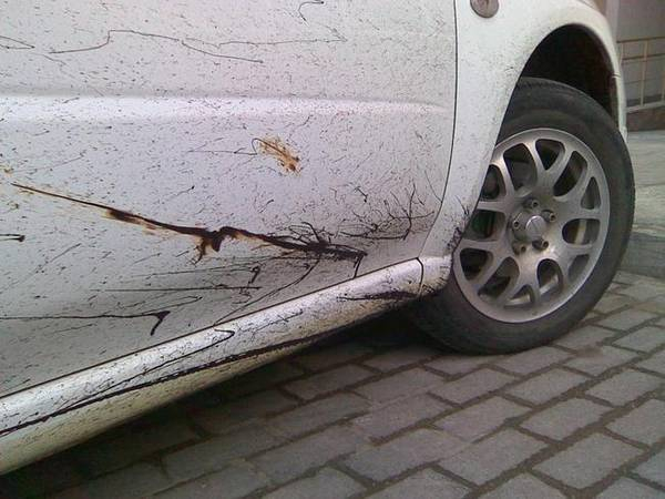 Удаляем битумные пятна с поверхности автомобиля Удаляем битумные пятна с поверхности автомобиля